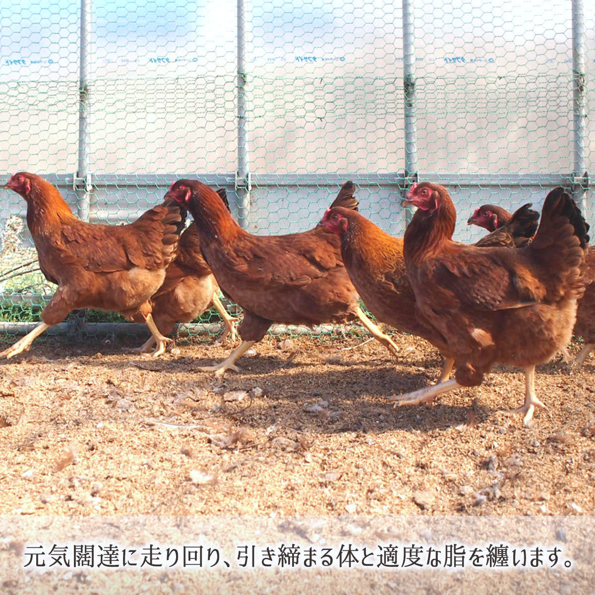 放し飼い比内地鶏から生まれる秋田名物きりたんぽ鍋