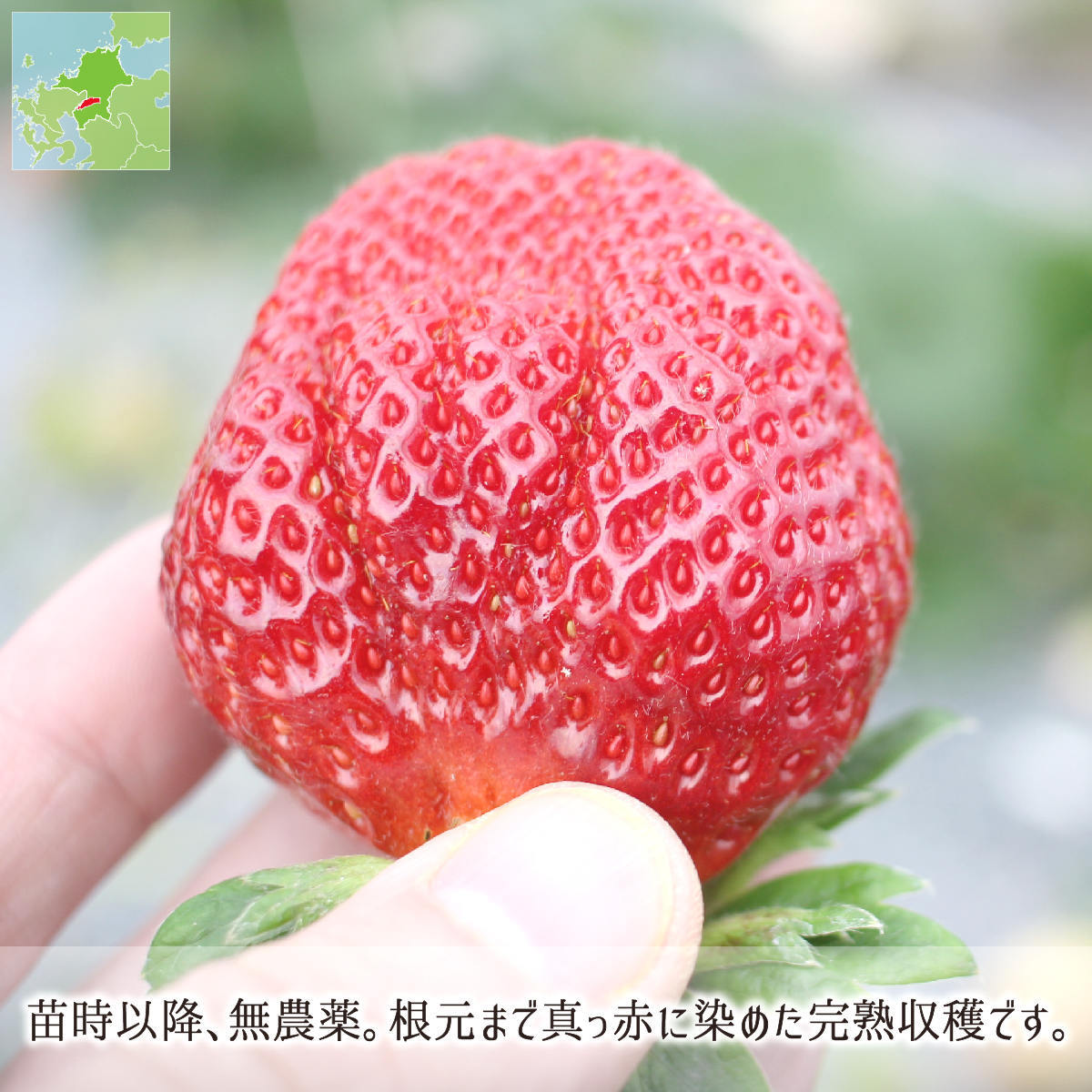 苗時以降は無農薬で根元も真っ赤に染まる完熟収穫苺