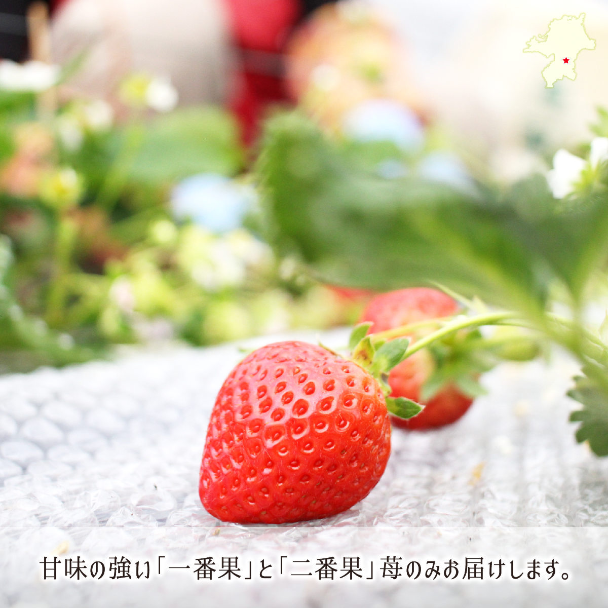 甘味の強い一番果と二番果のあまおう苺のみ収穫発送