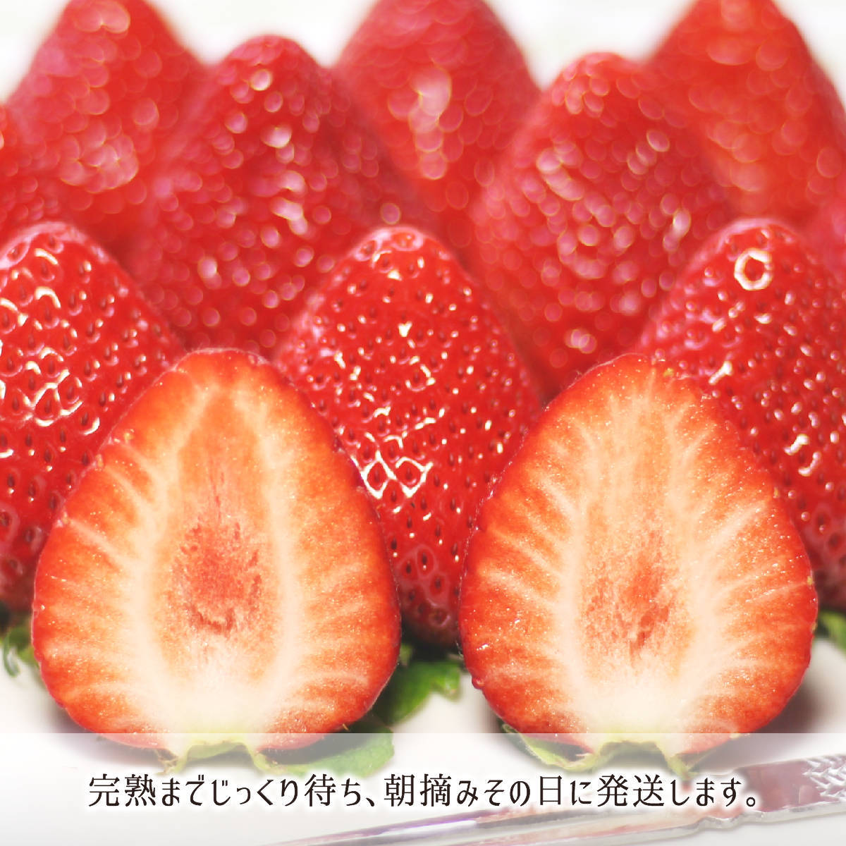 完熟をじっくり待って朝摘み当日発送あまおうイチゴ