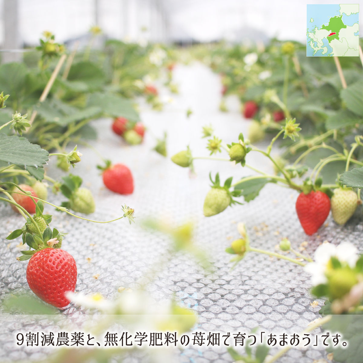 9割減農薬と有機肥料の苺畑で育つ福岡県産あまおう