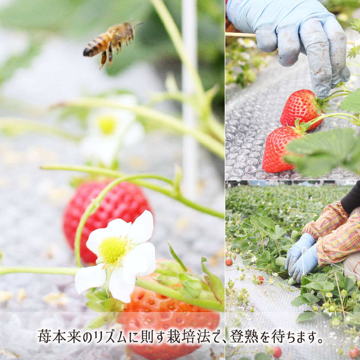 ほぼ無農薬で無化学肥料栽培の福岡田主丸産あまおう