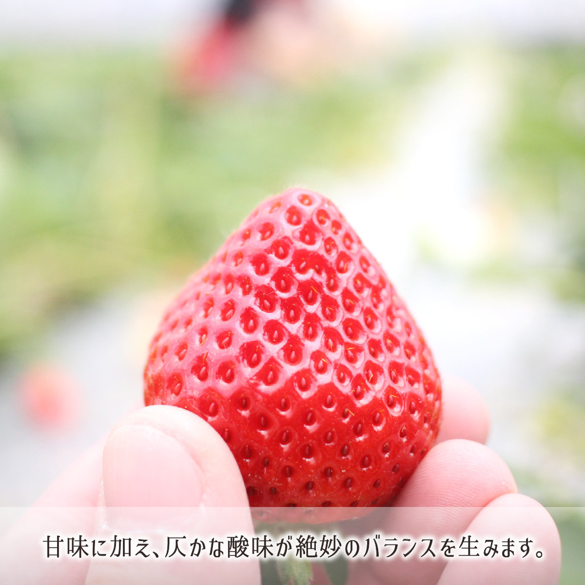 9割農薬減らし甘酸に秀でる福岡県田主丸あまおう苺