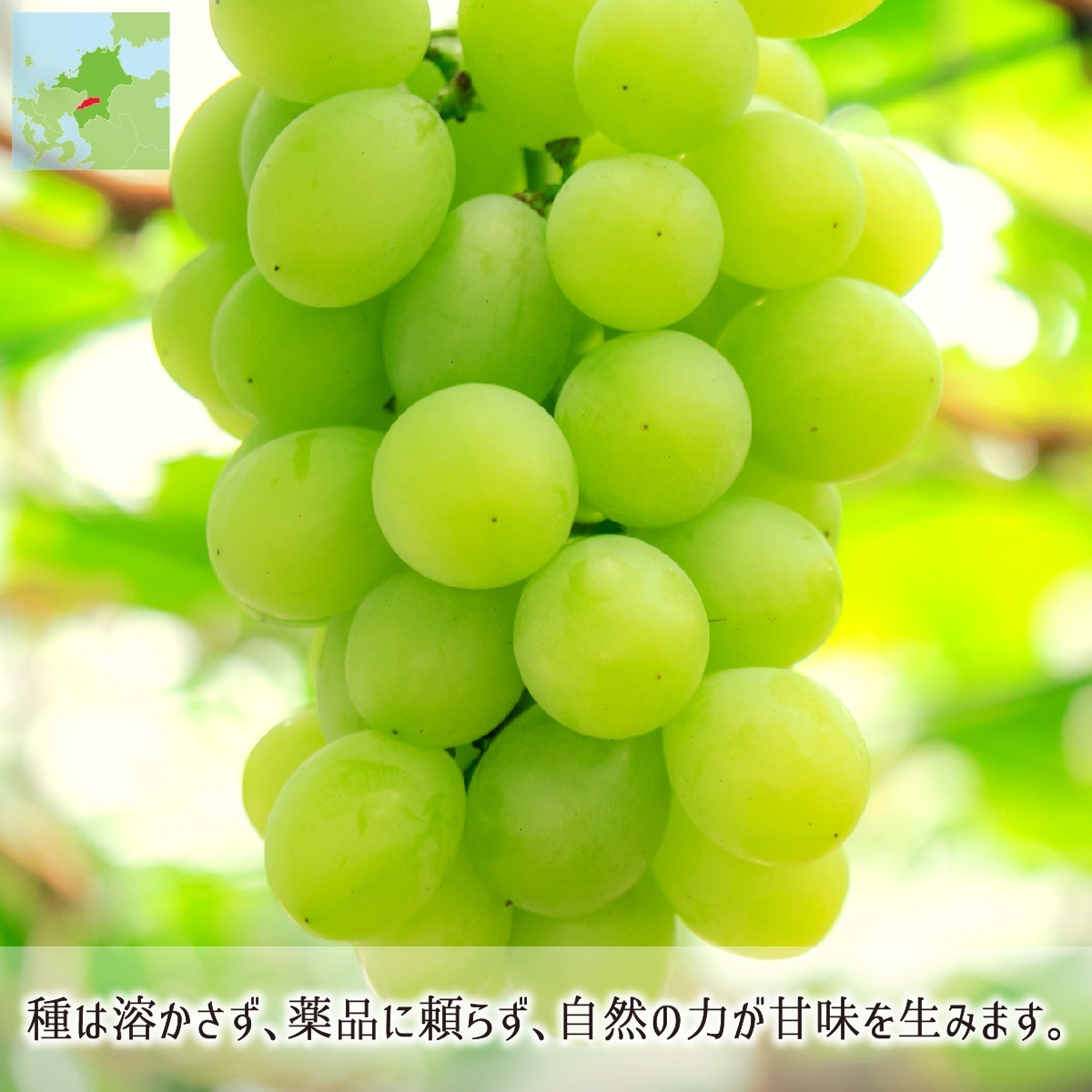 シャインマスカット 秀品 2kg 種あり葡萄 ハウス無農薬 路地8割減農薬 