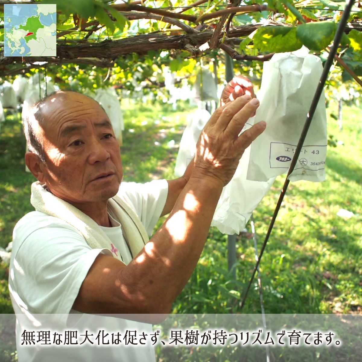 シャインマスカット 秀品 3kg 種あり葡萄 ハウス無農薬 路地8割減農薬