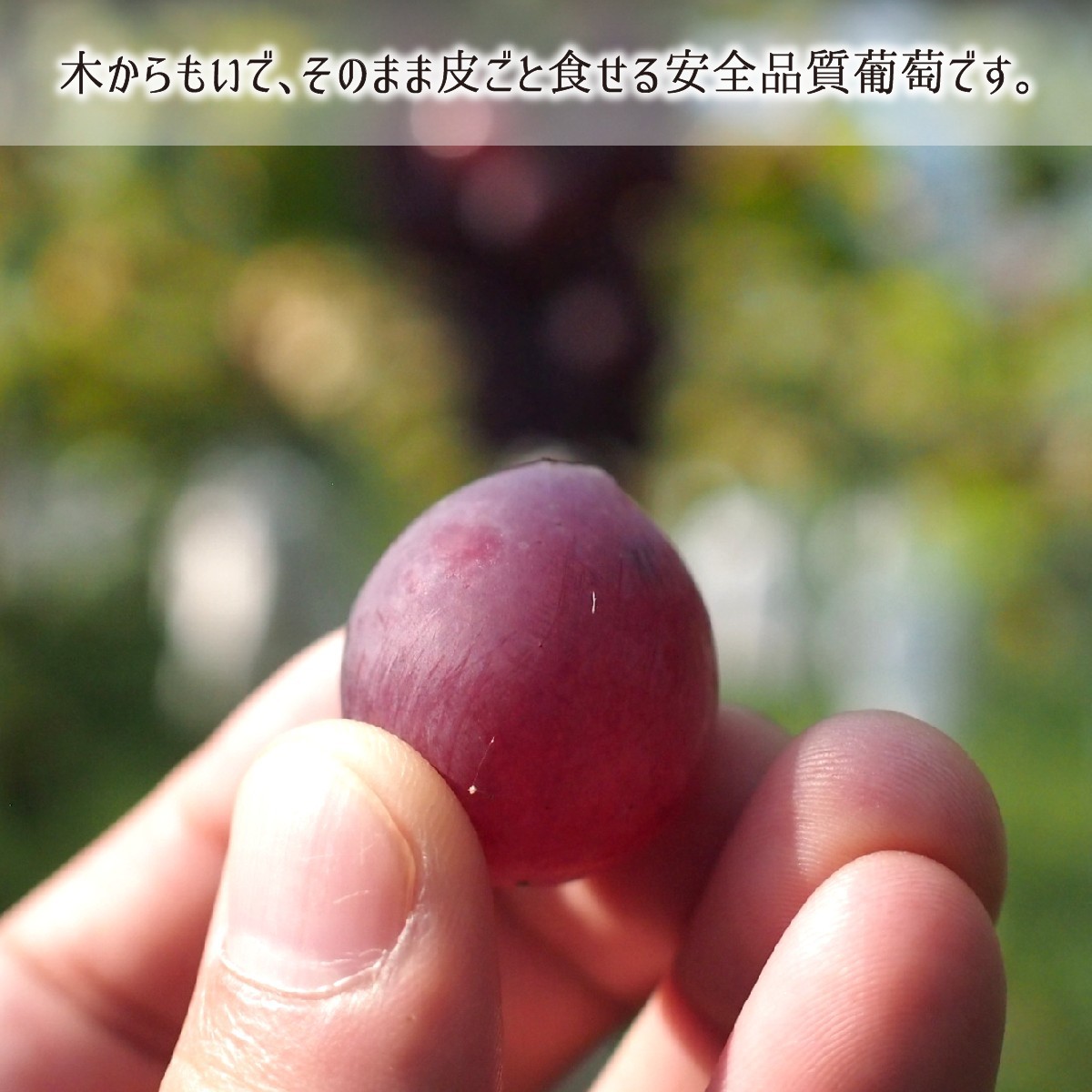 シャインマスカット 秀品 3kg 種あり葡萄 ハウス無農薬 路地8割減農薬