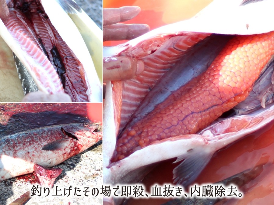 一本釣り秋鮭をその場で行う即殺・血抜き・内臓除去
