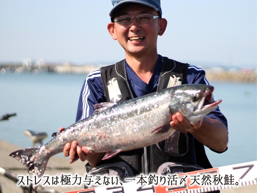 ストレスを極力与えず一本釣り活〆北海道秋鮭(白鮭)