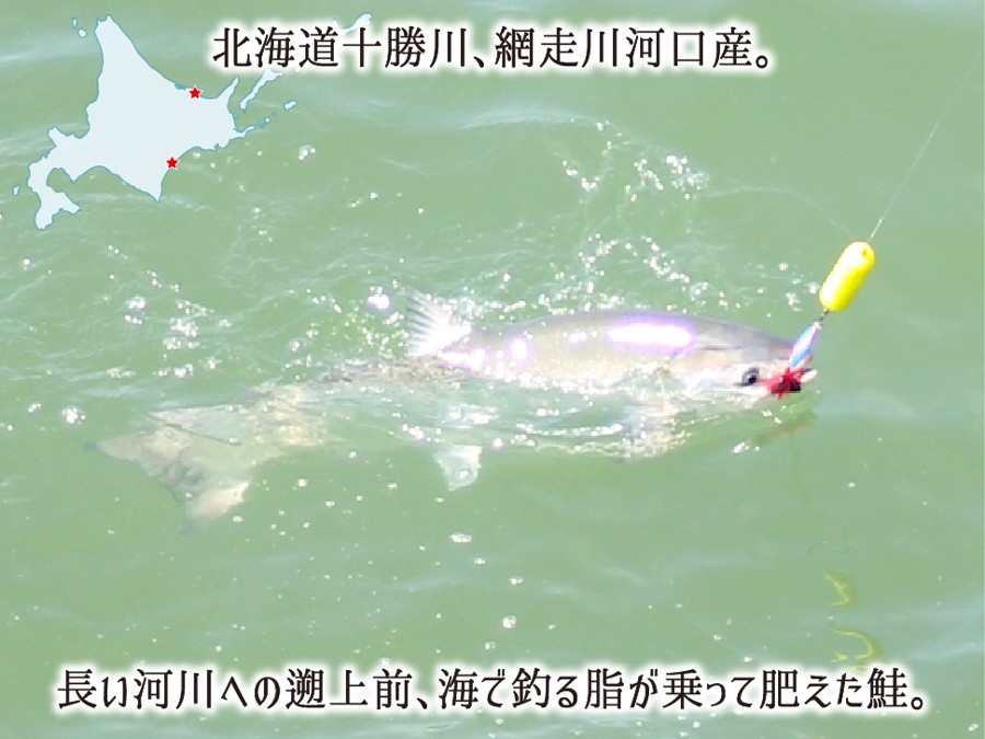 北海道の長い河川の遡上前に釣る旨味の詰まった秋鮭