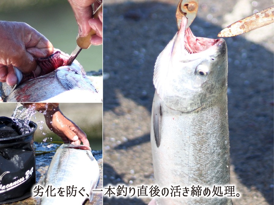 一本釣り直後の北海道秋鮭の鮮度を保つ活き締め処理