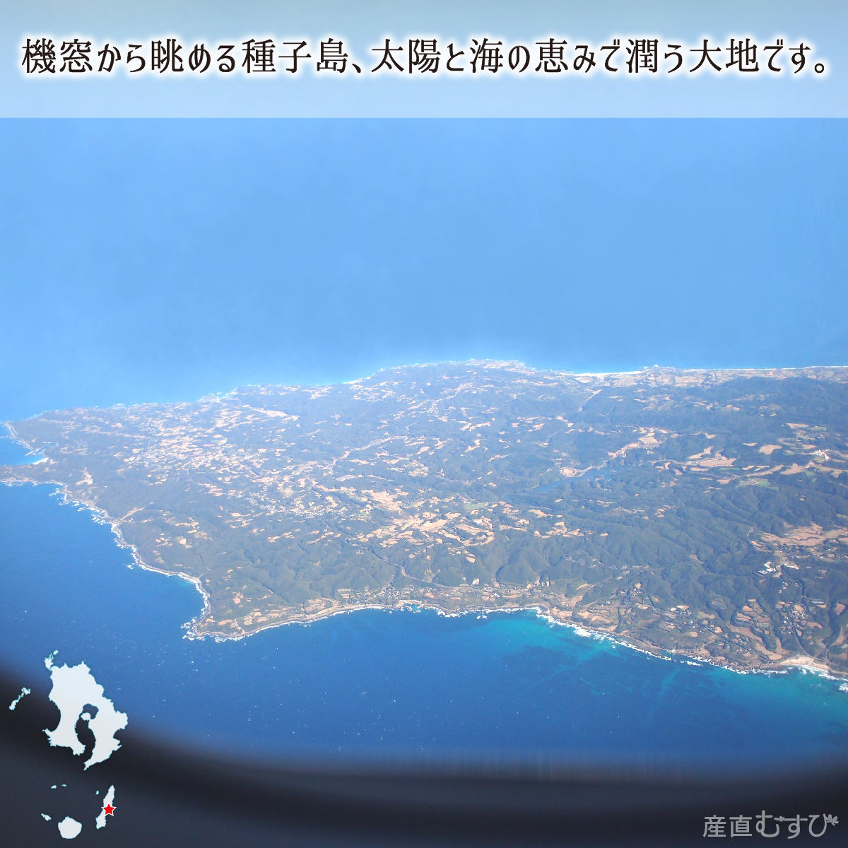 たんかん 訳あり品 5kg サイズ混合 鹿児島種子島産 タンカン 2月中旬