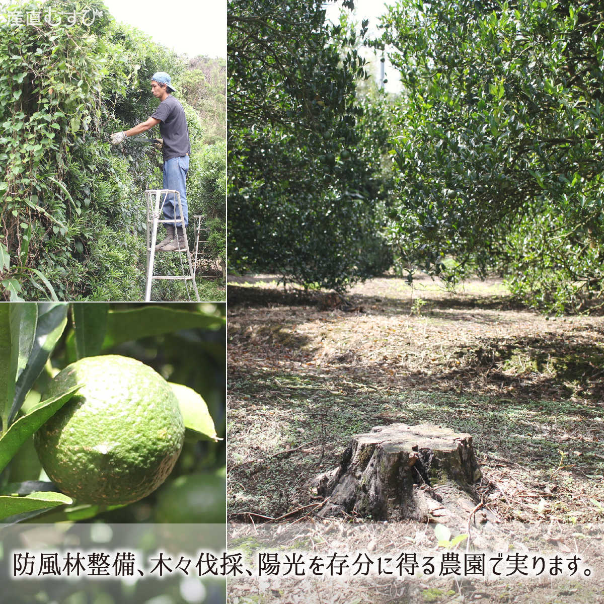 たんかん 訳あり品 5kg サイズ混合 鹿児島種子島産 タンカン 2月中旬