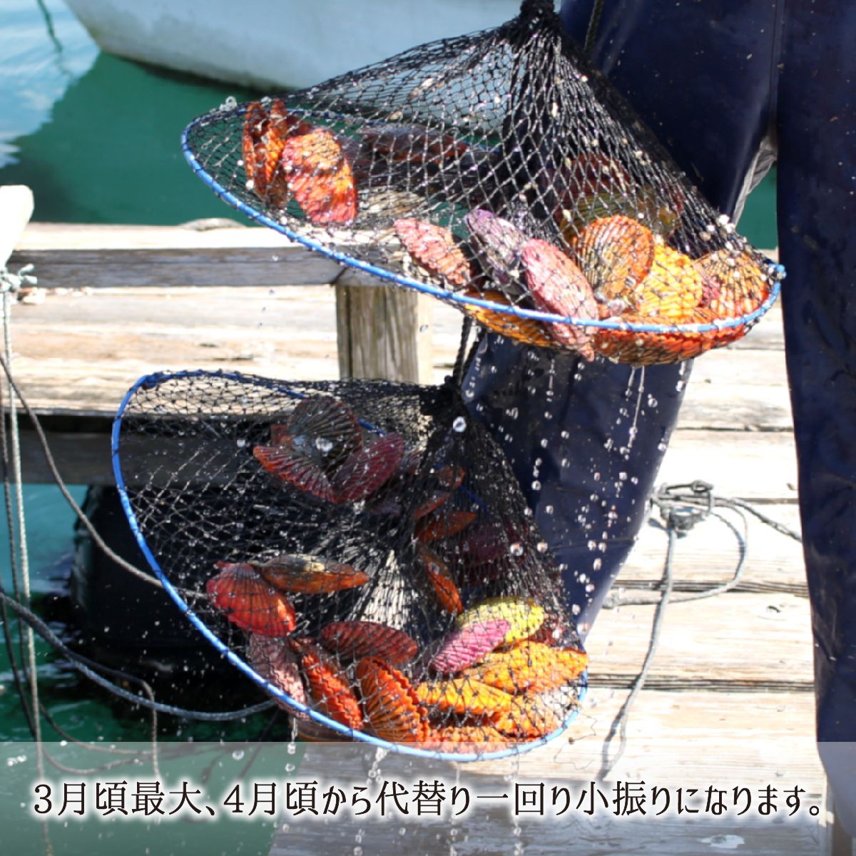 活 ヒオウギ貝 30枚 殻長：7〜9cm 重量：90〜130g 大分県佐伯市