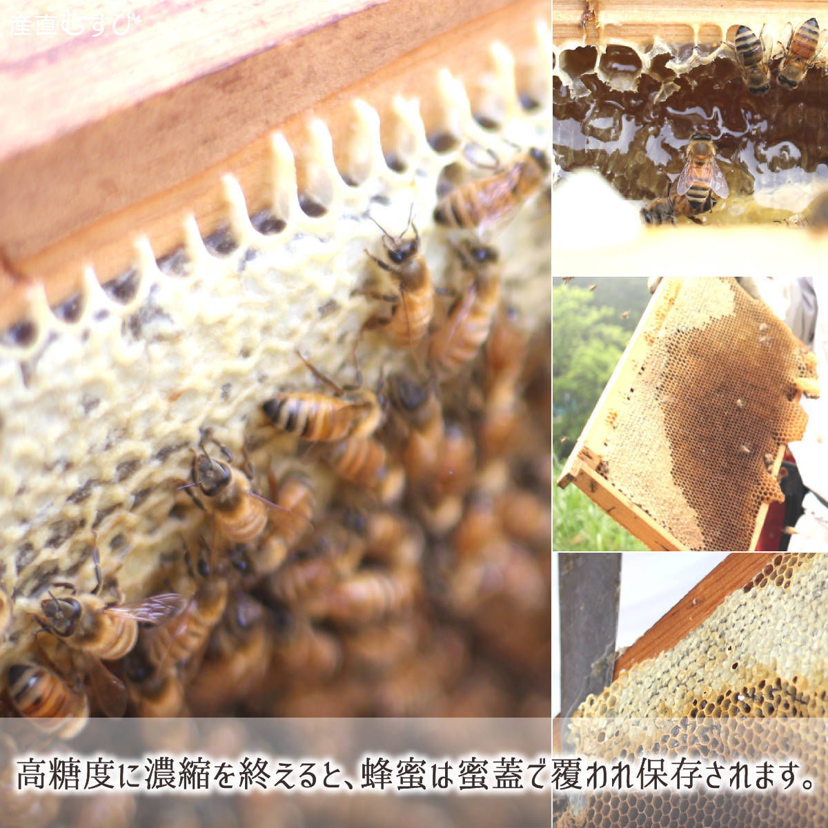 蜜蜂自ら濃縮し蜜蓋に覆われる糖度80度超の天然蜂蜜