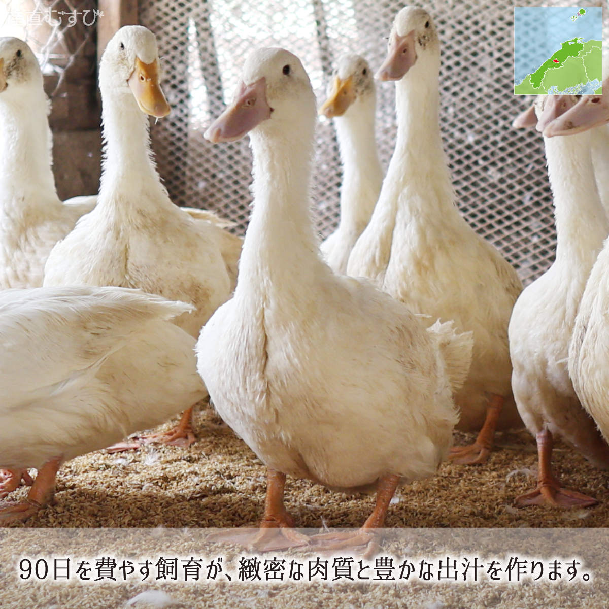 90日の飼育期間が育む鴨肉の緻密な肉質と豊かな出汁