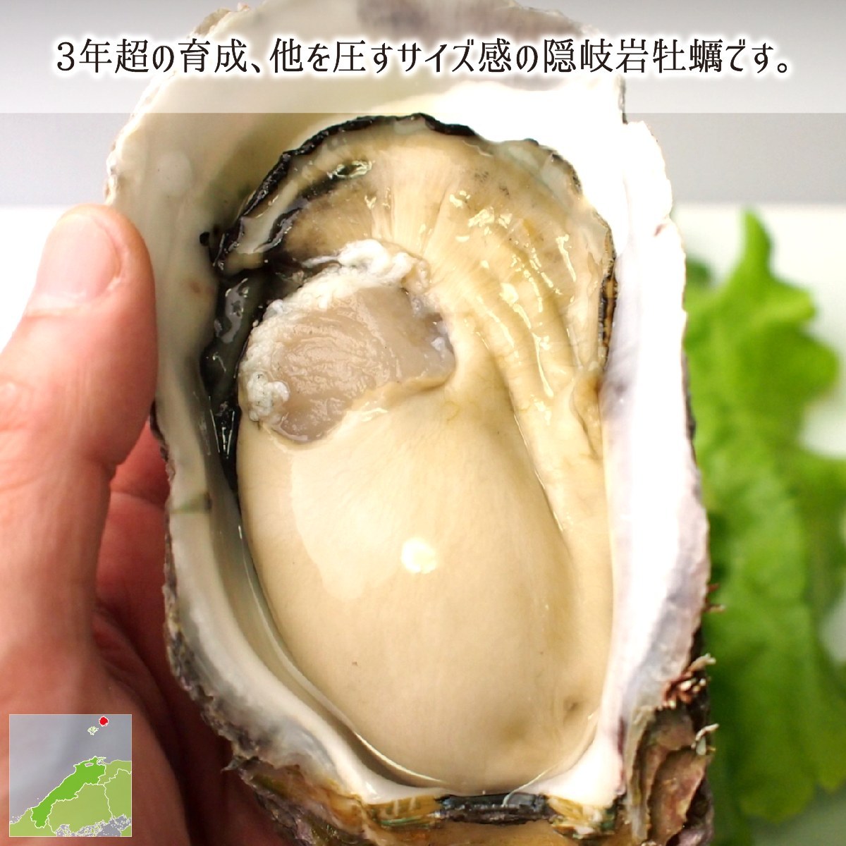 岩牡蠣,牡蠣フライ