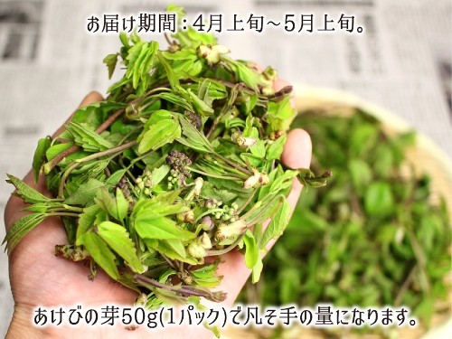 天然 あけびの芽 0g 山菜3 5種 合計600 800g 山形県真室川町産 4月上旬 5月上旬 入山 採取日にチルド発送 送料無料 Ygsm041 産直 むすび 通販 Yahoo ショッピング