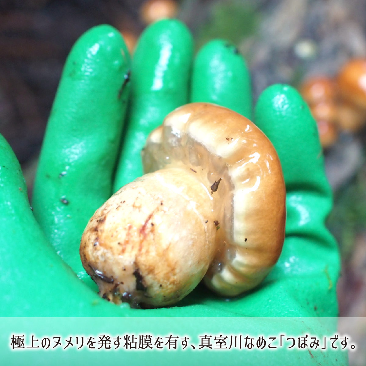 ナメコ,つぼみ