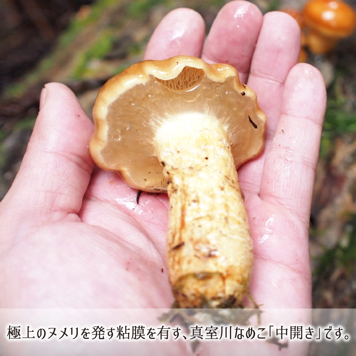ナメコ,ひらき