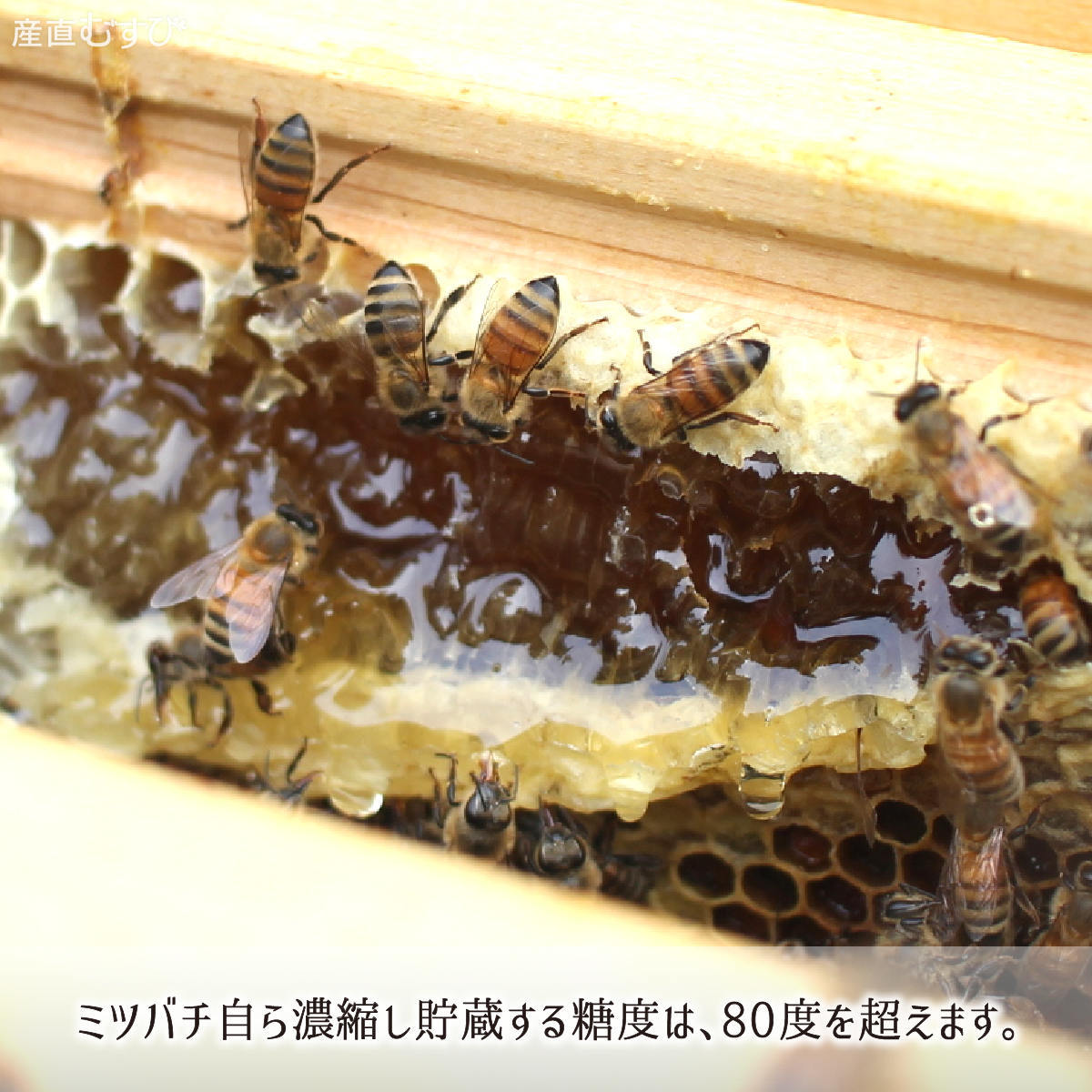 とち蜂蜜(糖度80以上、純度90以上) 無添加 非加熱 全原材料国産 天然