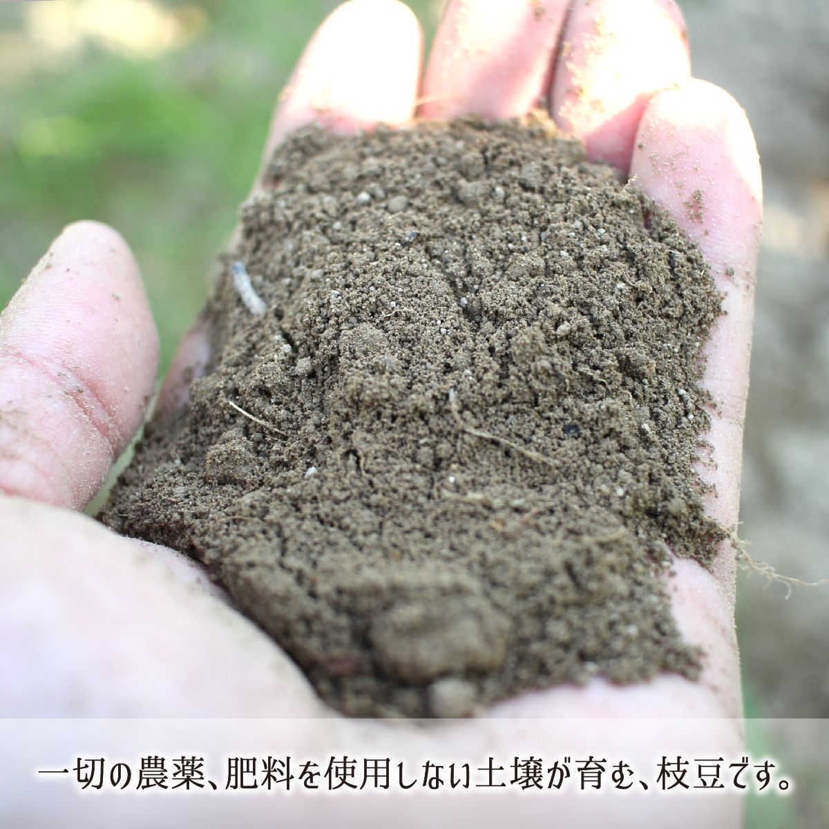 自然の力を活かす無農薬無肥料自然栽培の枝豆秘伝豆