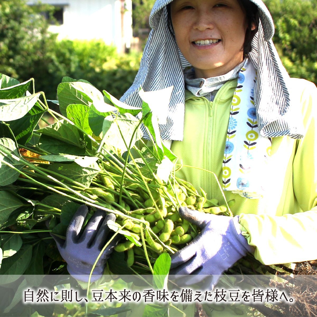 枝豆本来の香味を有す無農薬無肥料山形県産秘伝枝豆