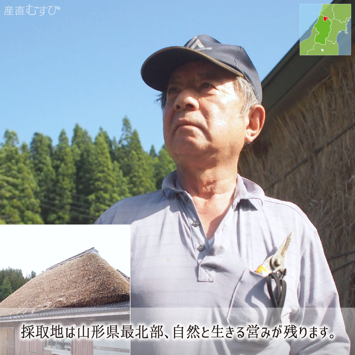 山形県産天然山菜行者にんにく