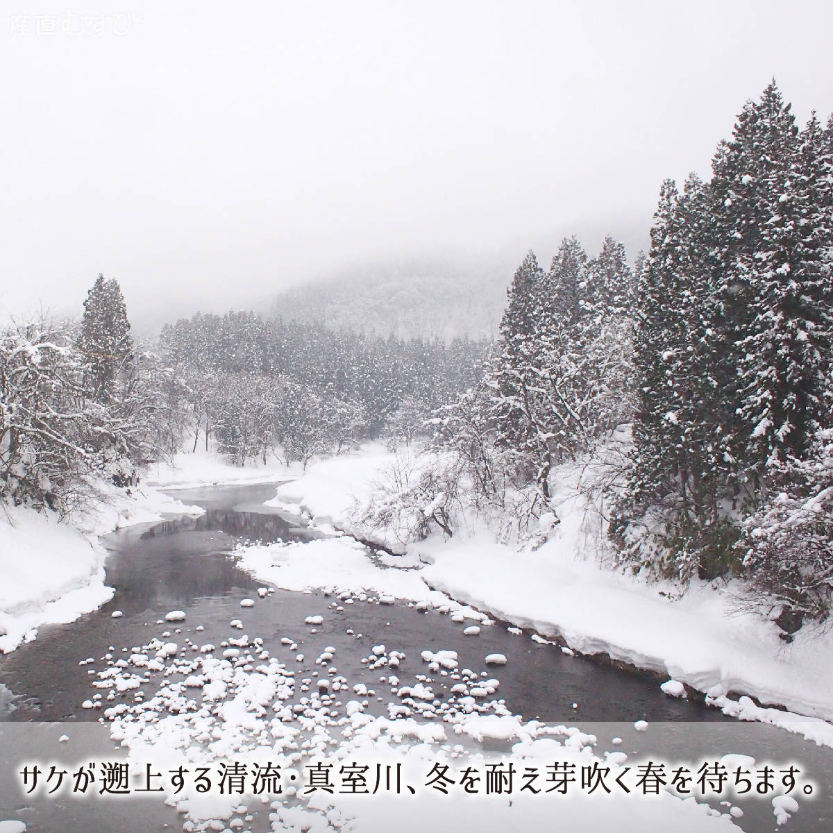 山形県産天然山菜行者にんにく