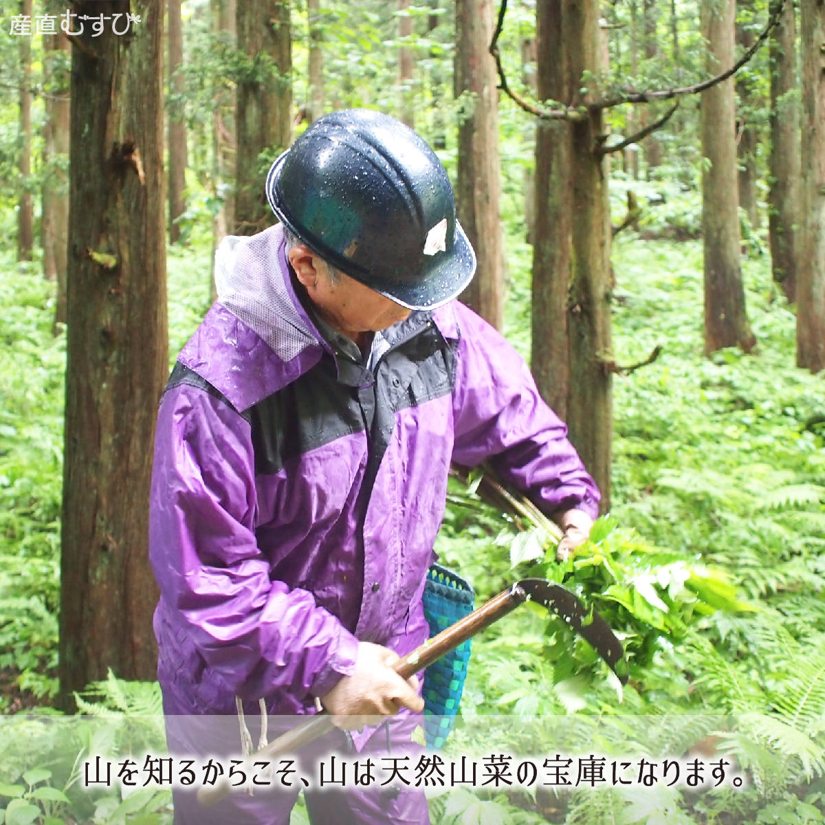 楽天市場】特級品 天然山わさび 300g 秋田産 生わさび 高級 採り