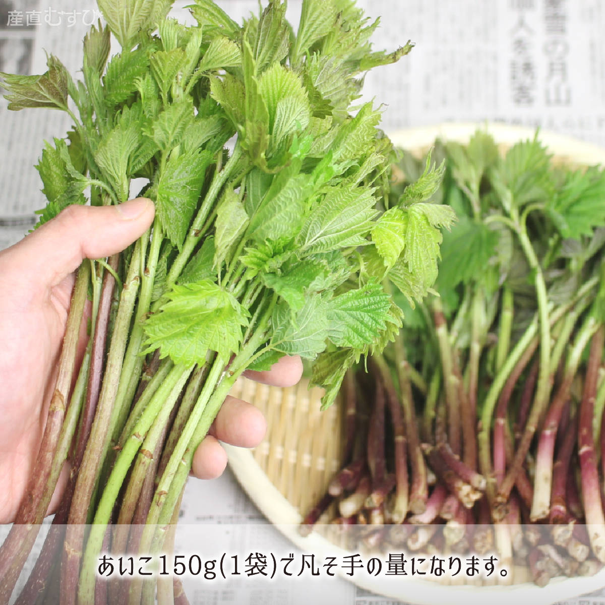 山形県産天然山菜あいこ