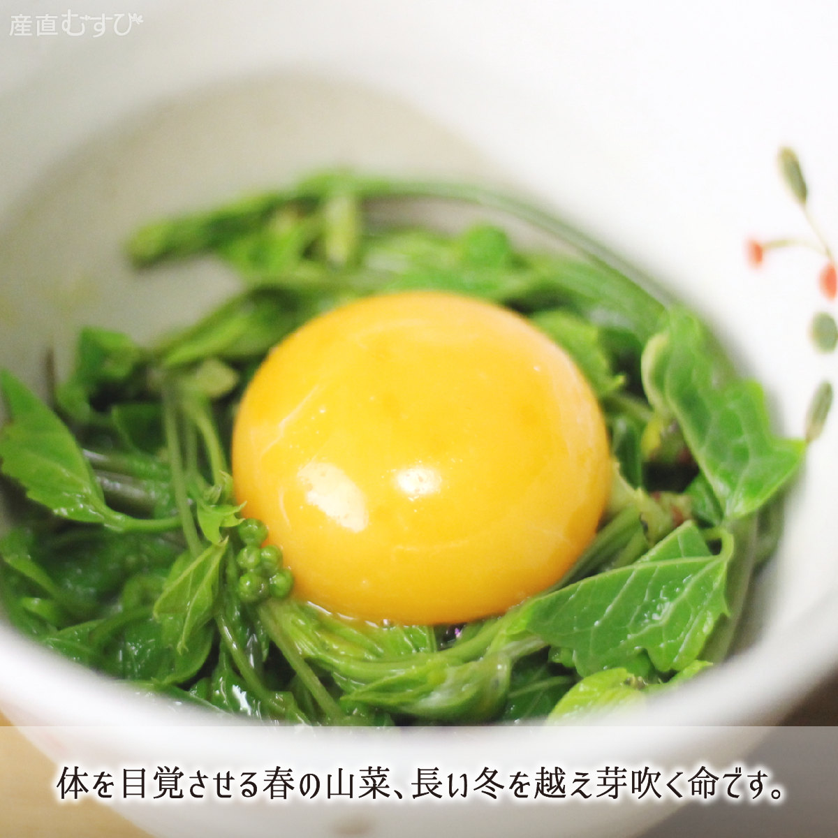 山形県産天然山菜あけびの芽