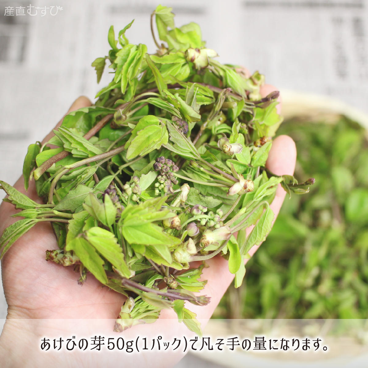 ふるさと割 新潟県魚沼産 山菜 木の芽 アケビの新芽 約250g ※5 6朝採れ