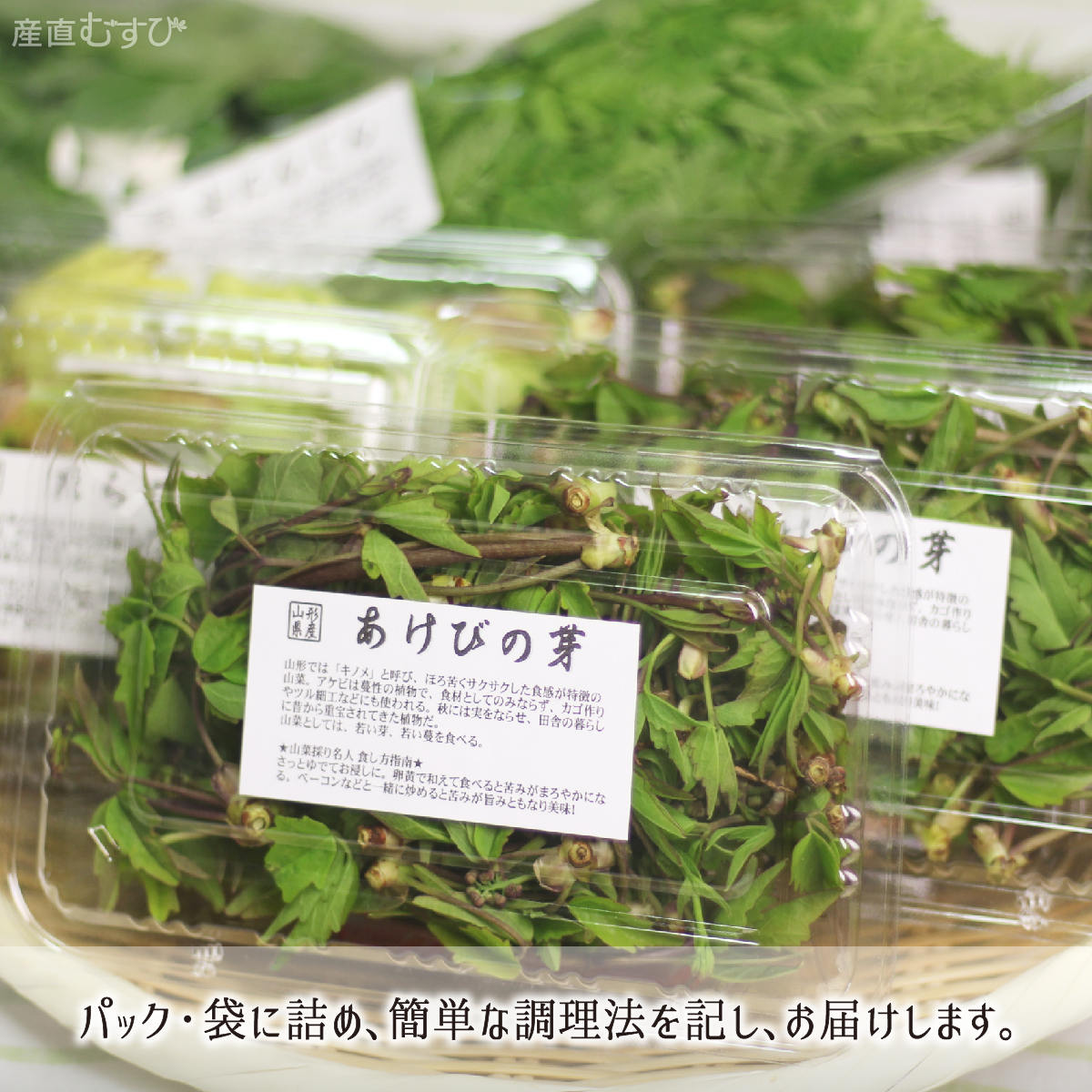 山形県産天然山菜あけびの芽