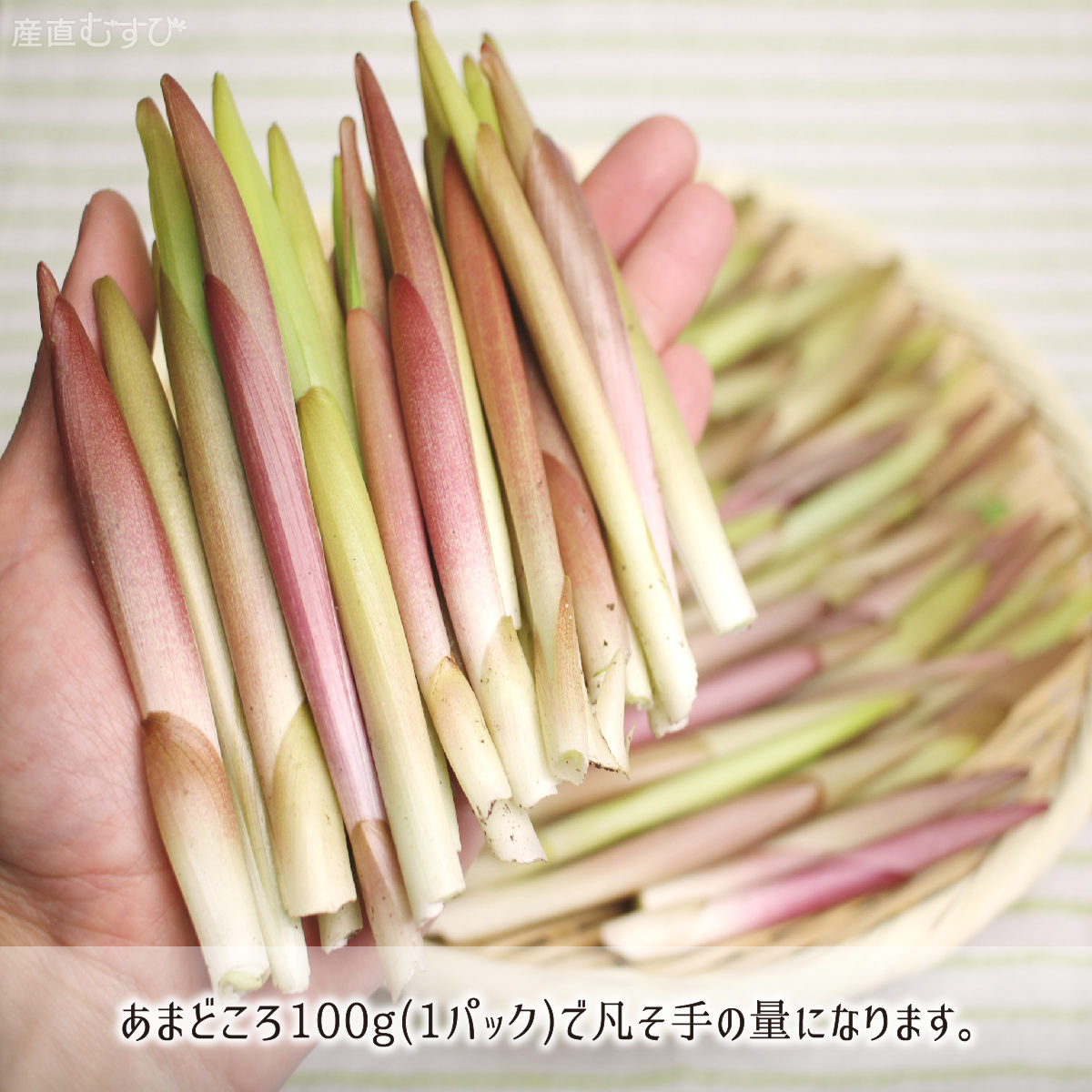山形県産天然山菜あまどころ
