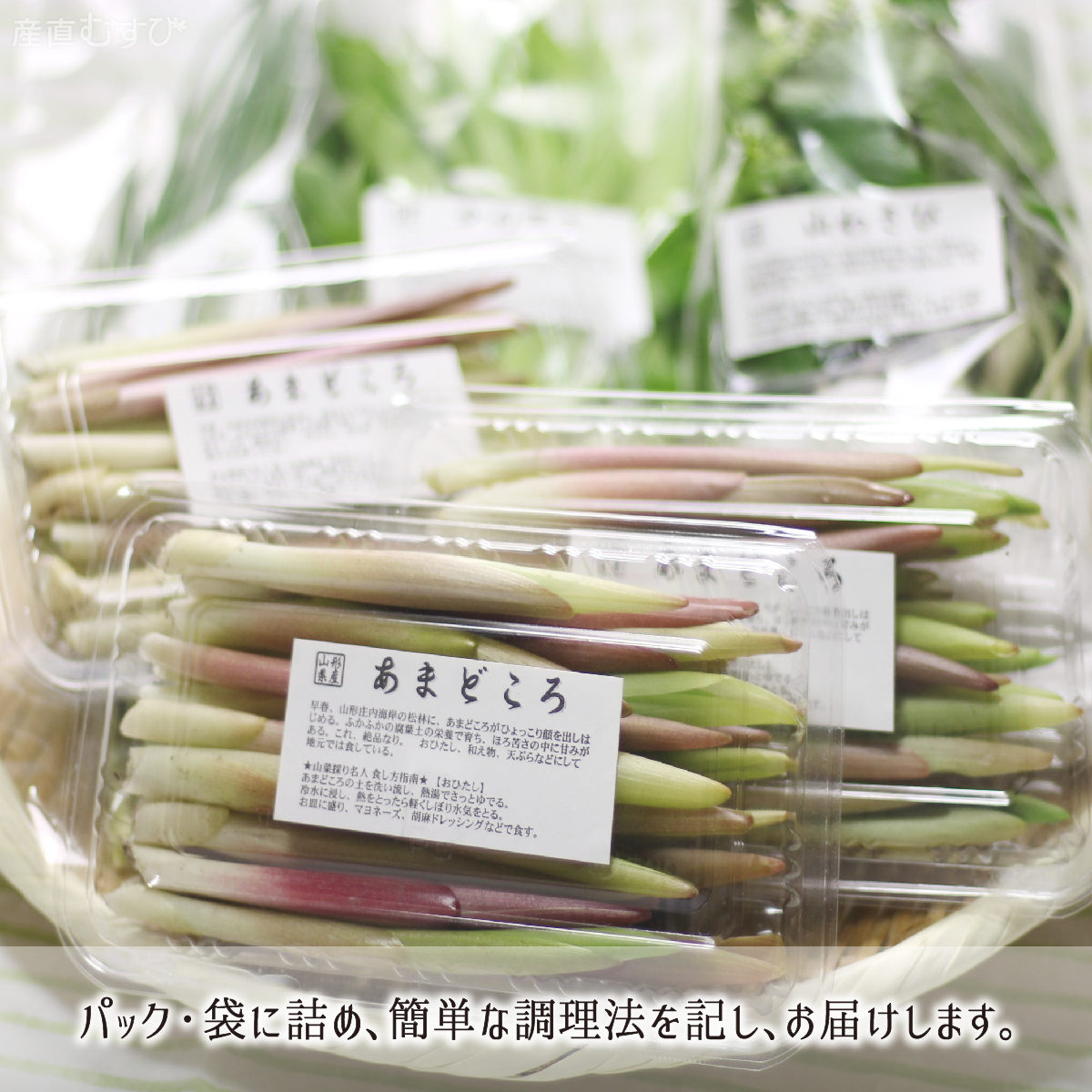 山形県産天然山菜あまどころ