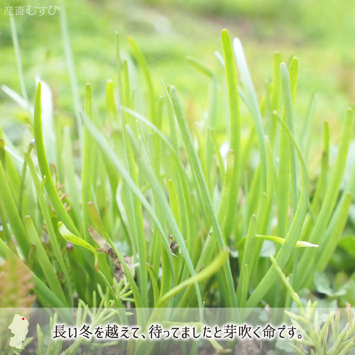 山形県産天然山菜あさつき