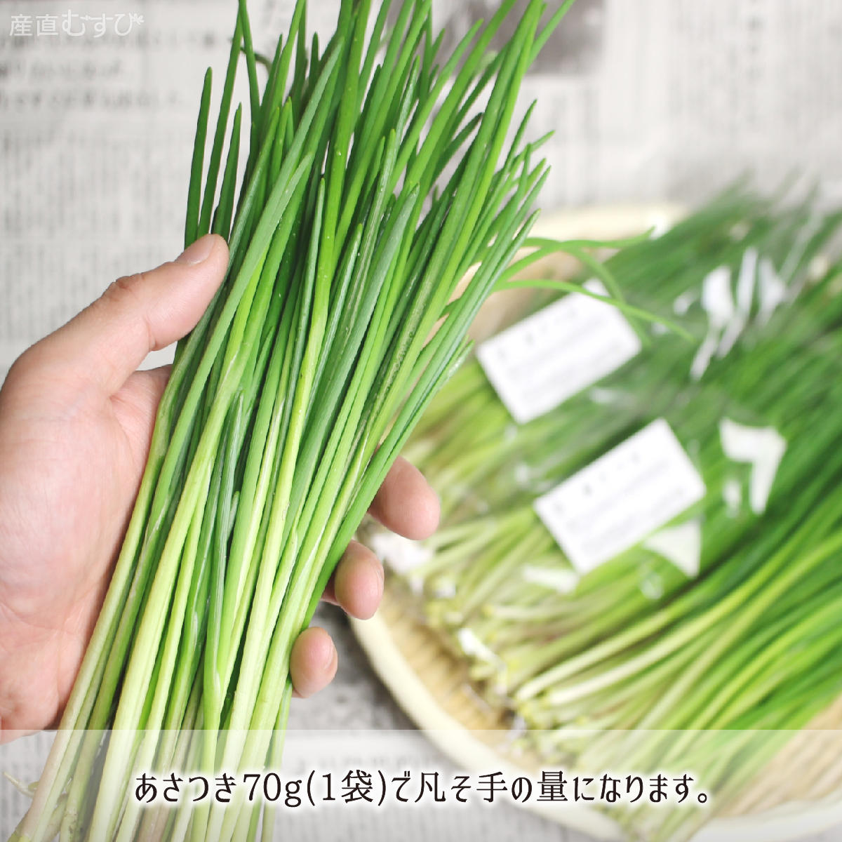 山形県産天然山菜あさつき