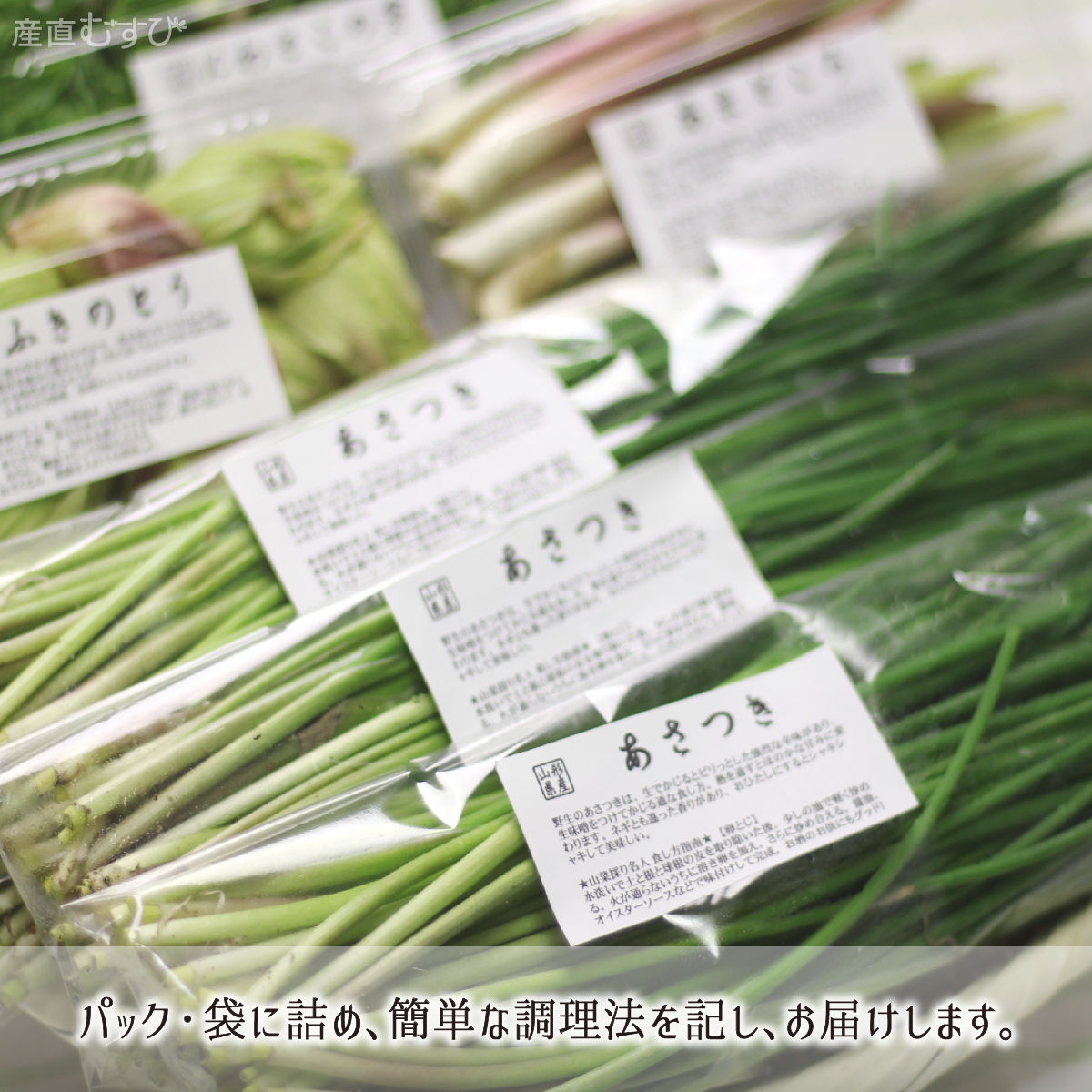 山形県産天然山菜あさつき