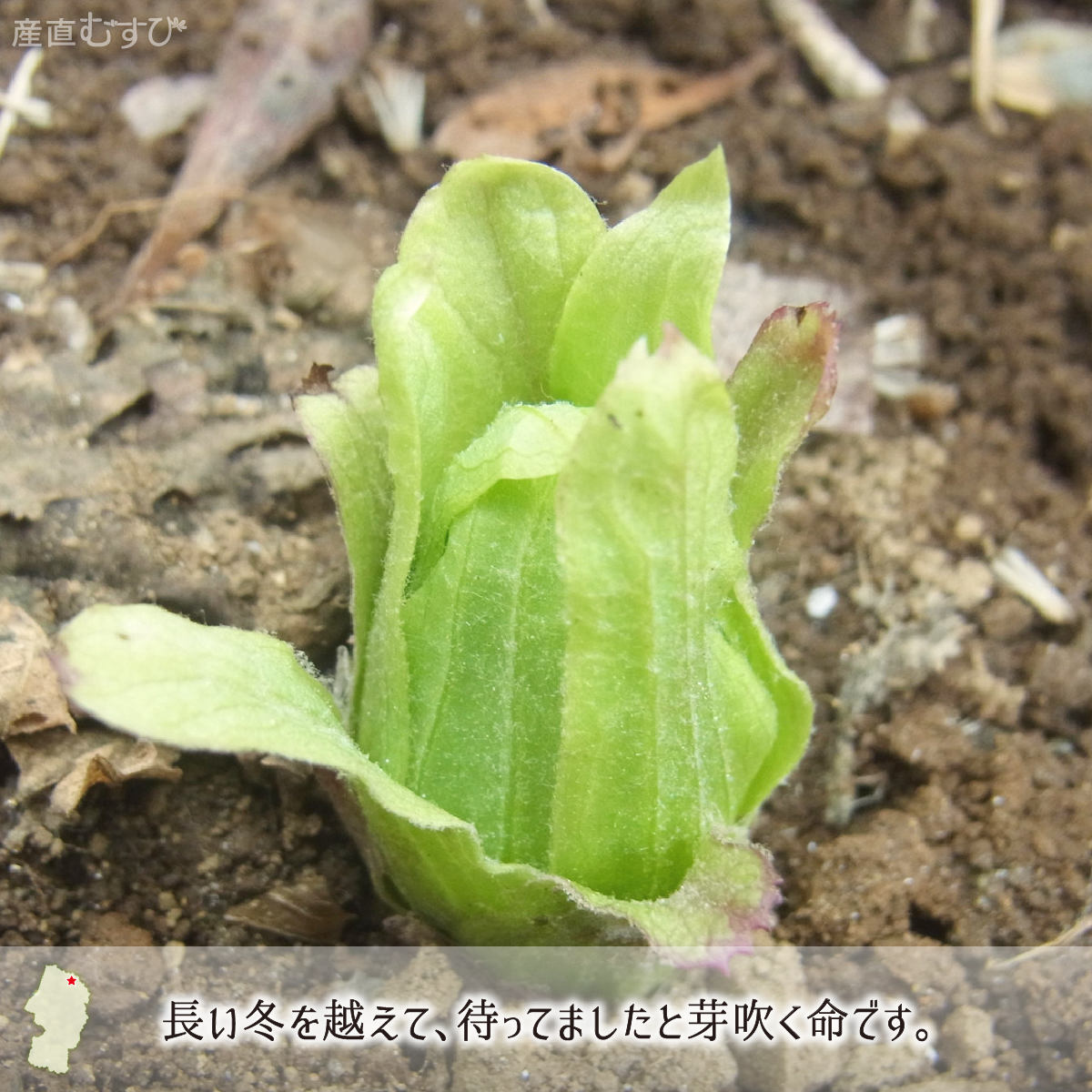 山形県産天然山菜ふきのとう