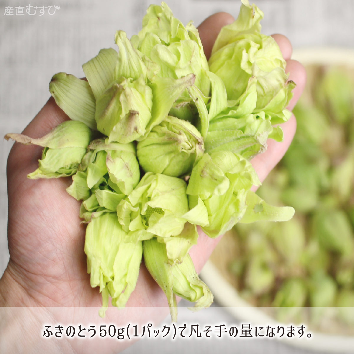 山形県産天然山菜ふきのとう