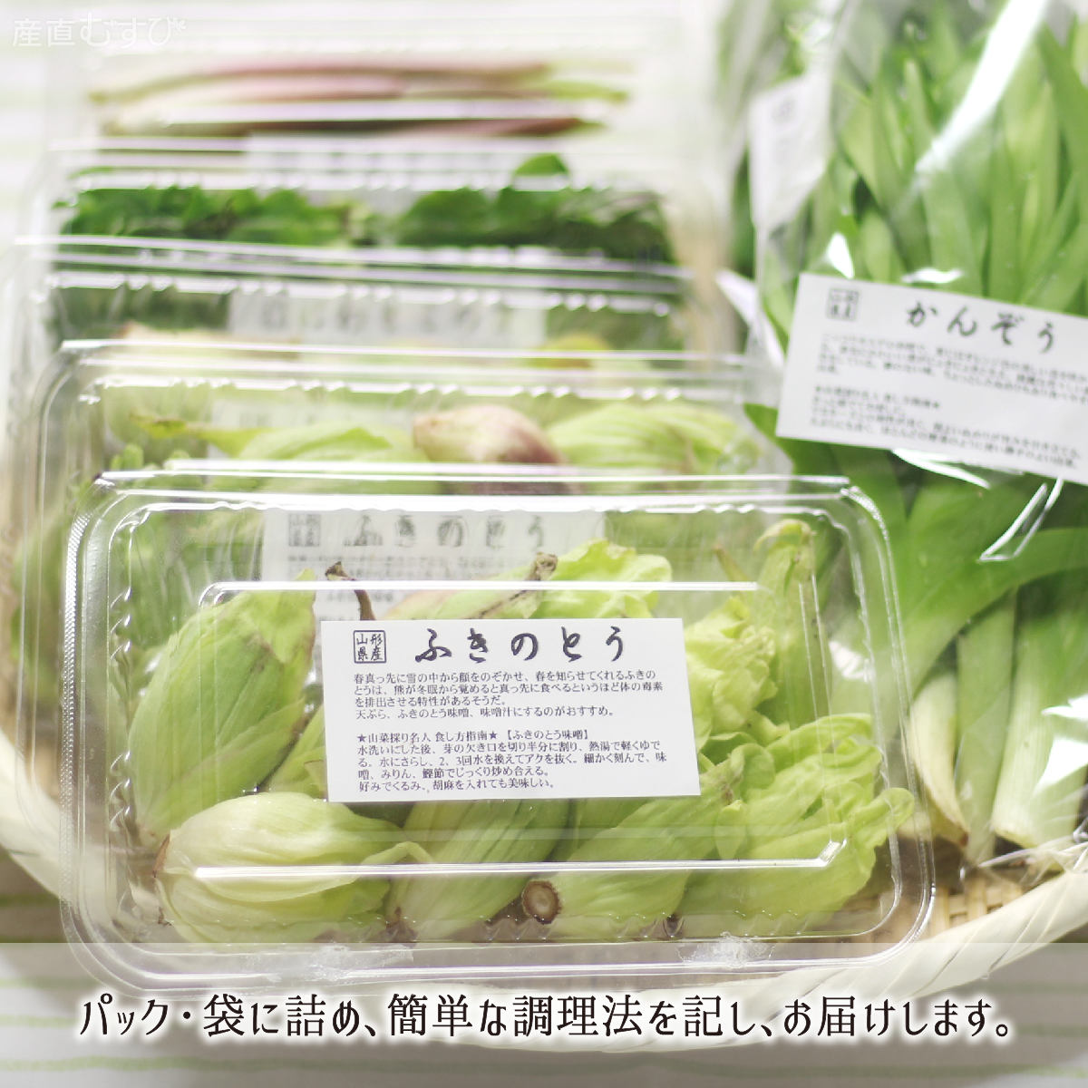 山形県産天然山菜ふきのとう