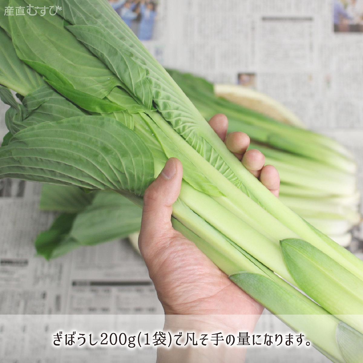 山形県産天然山菜ぎぼうし