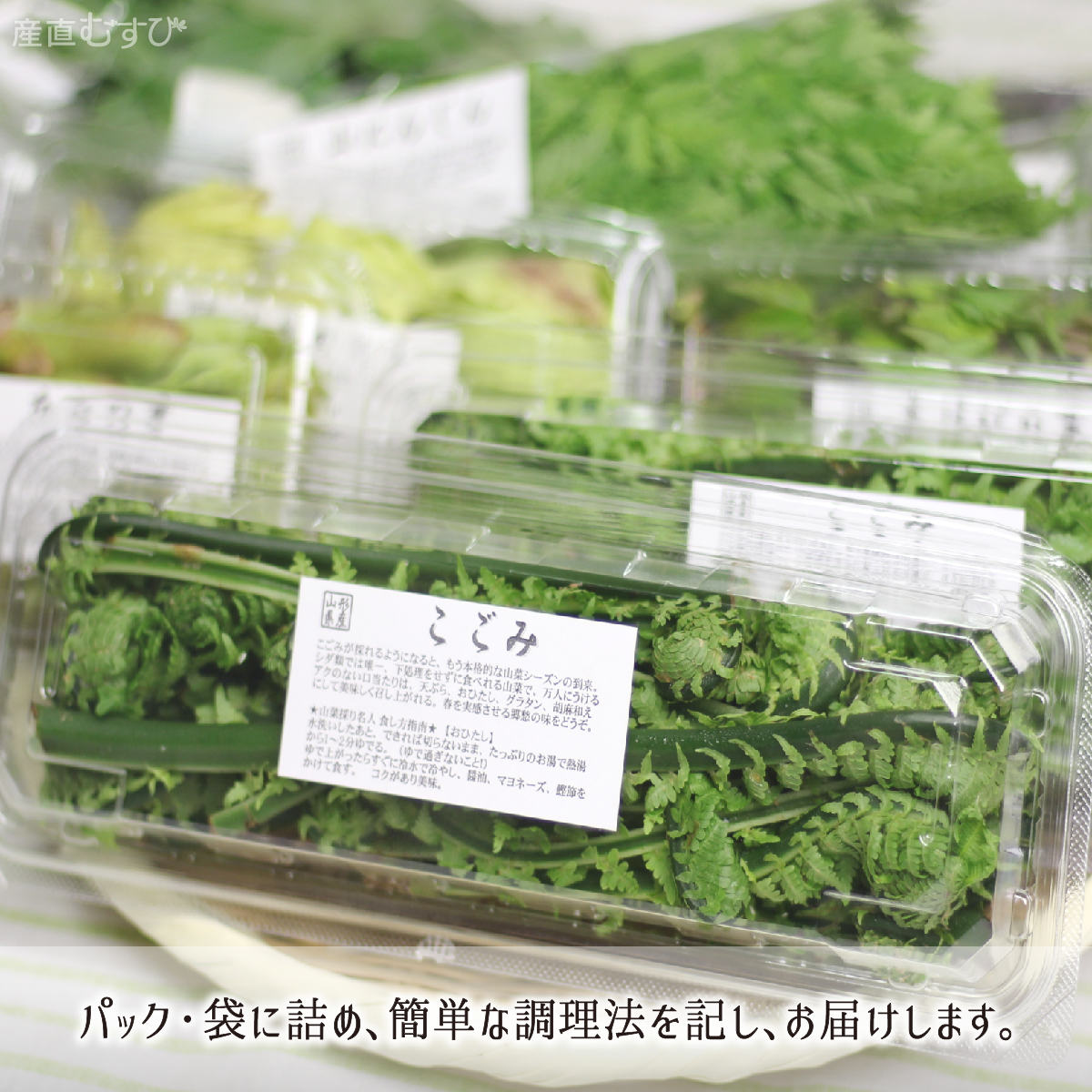 山形県産天然山菜こごみ