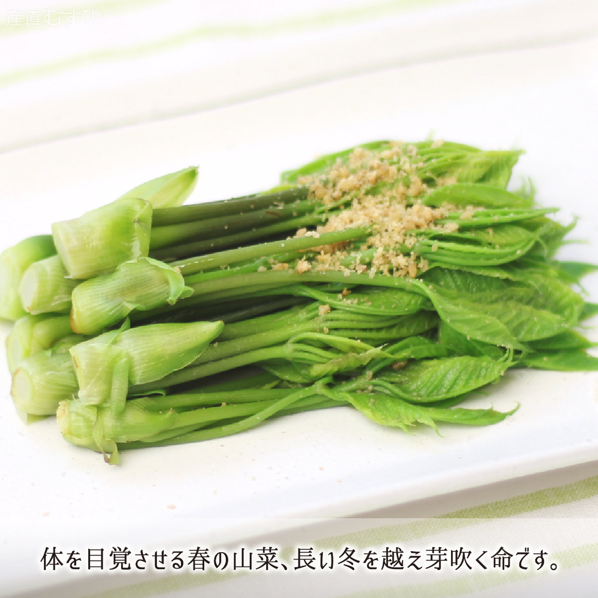山形県産天然山菜こしあぶら