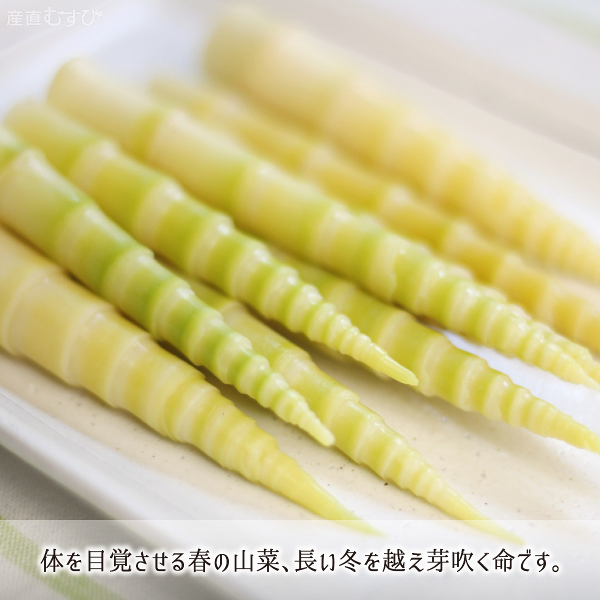 山形県産天然山菜根曲がり竹