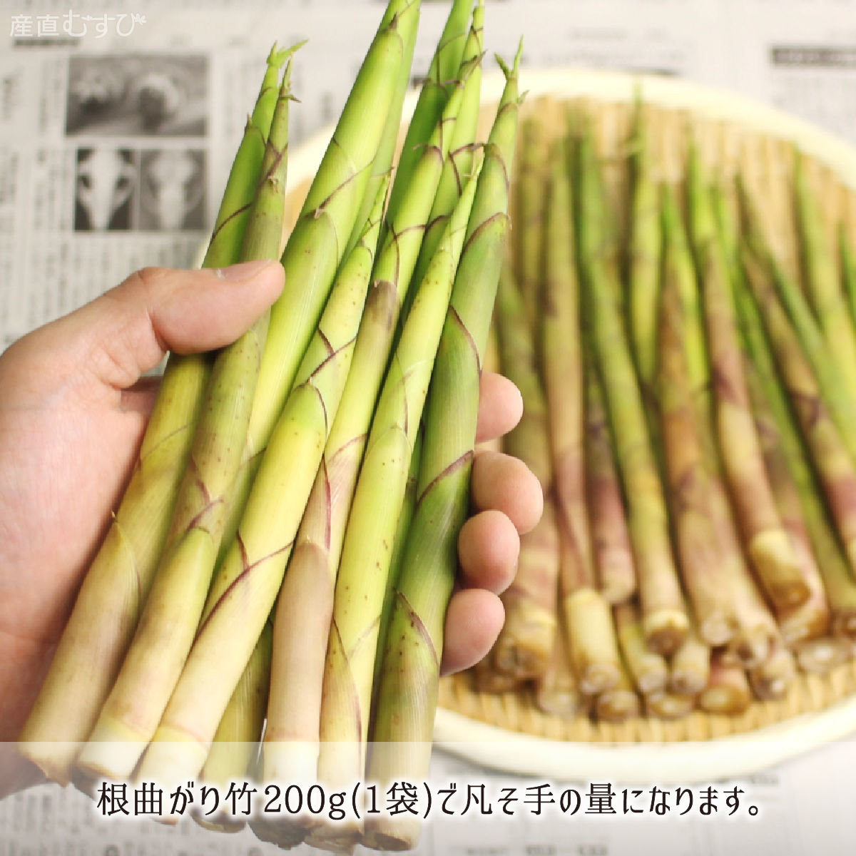山形県産天然山菜根曲がり竹