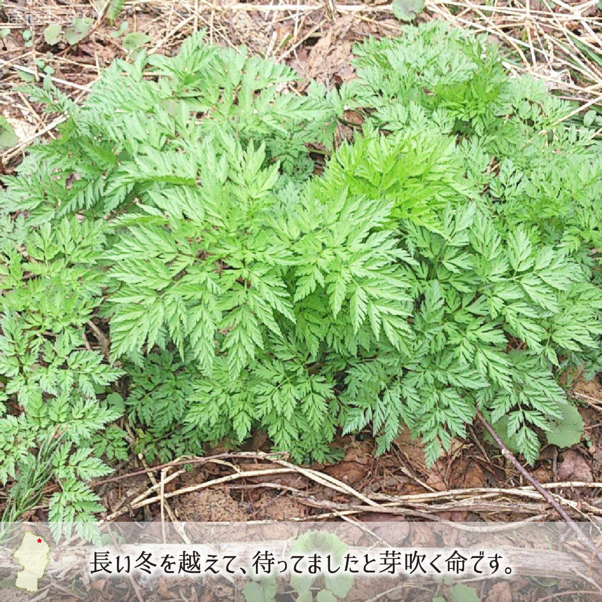 山形県産天然山菜山にんじん