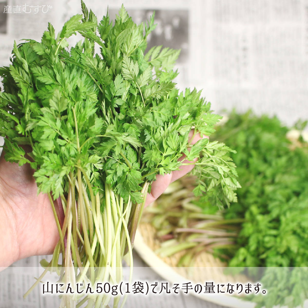 山形県産天然山菜山にんじん