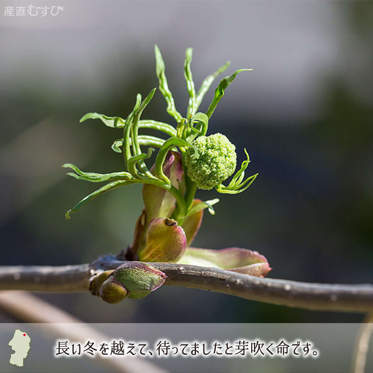 山形県産天然山菜にわとこの芽