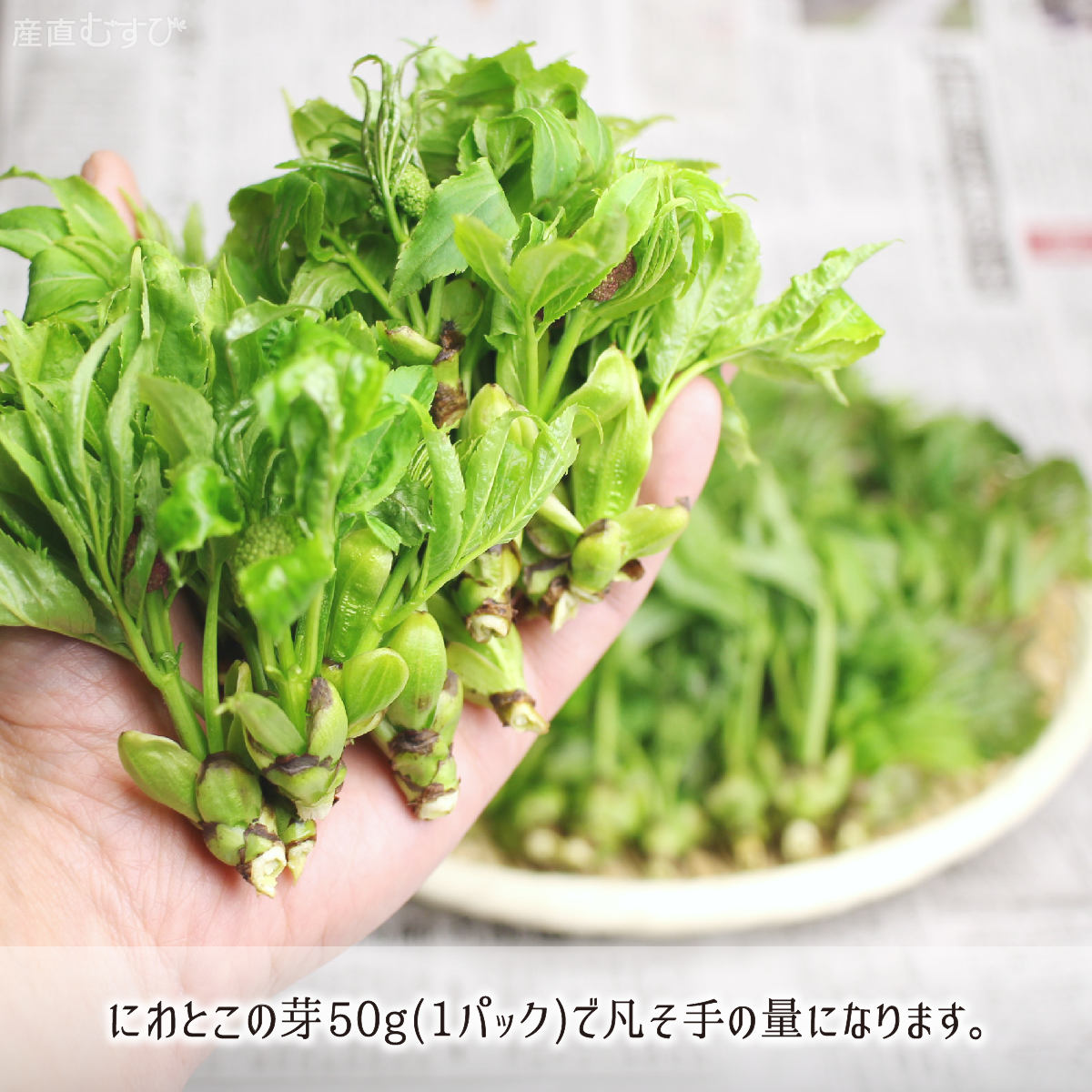 山形県産天然山菜にわとこの芽